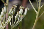 Pale Indian plantain